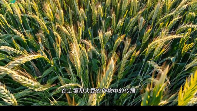 研究称烧秸秆能控制超级细菌传播 揭示黑炭双重作用